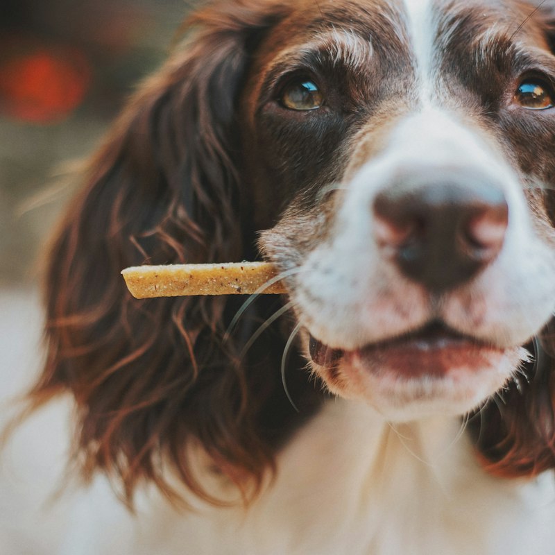 Petisco palito para cães