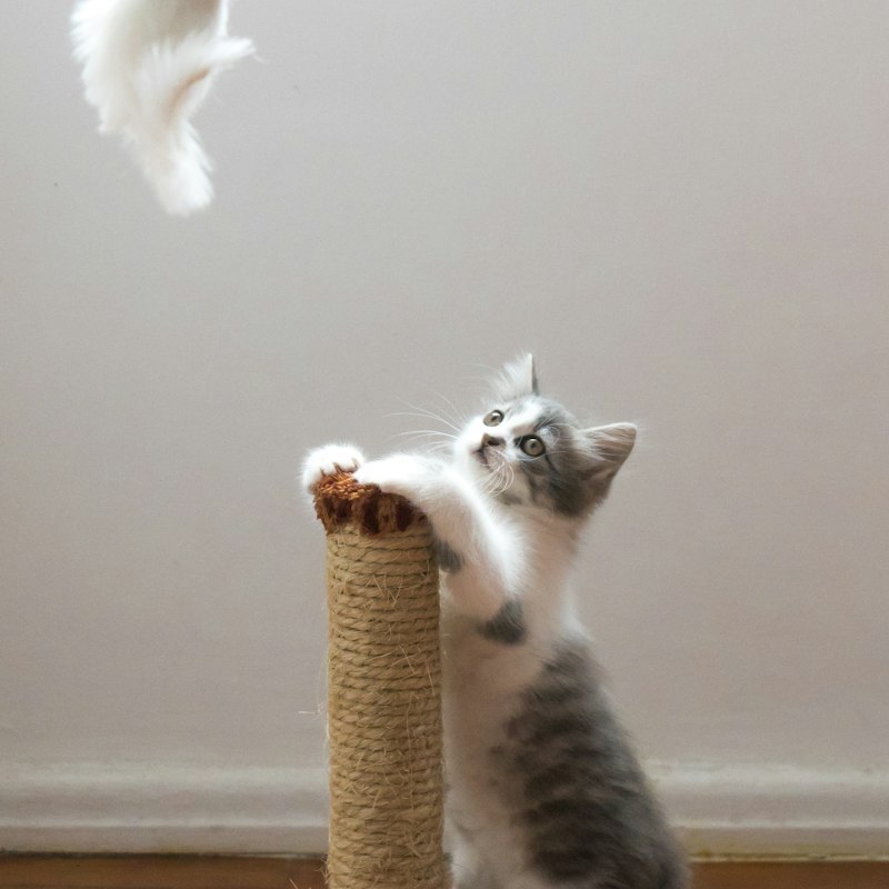 Arranhador para gatos