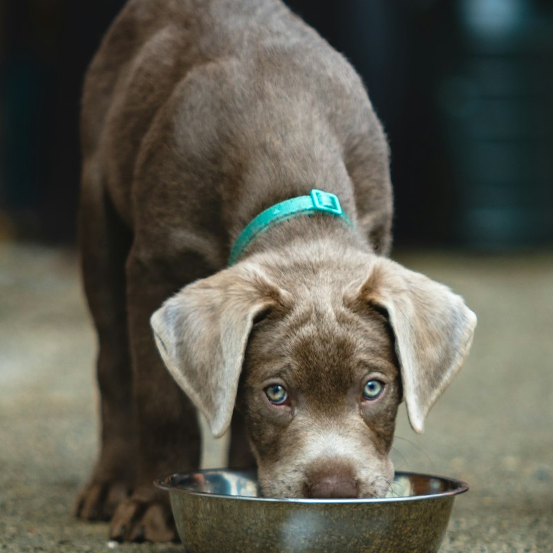 Ração para cães filhotes