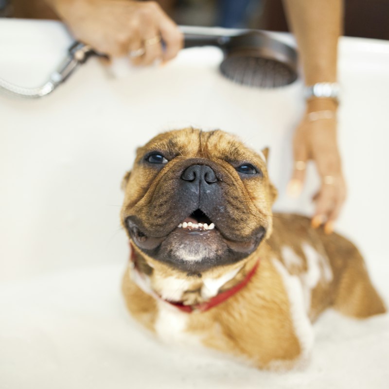 Shampoo neutro para cães e gatos