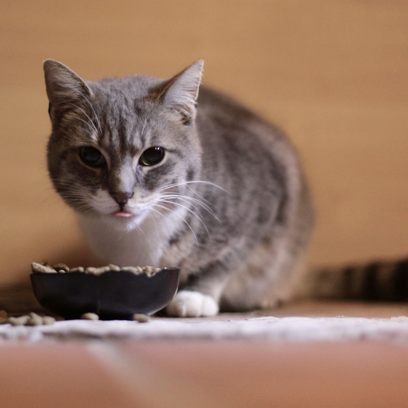 Ração para gatos castrados