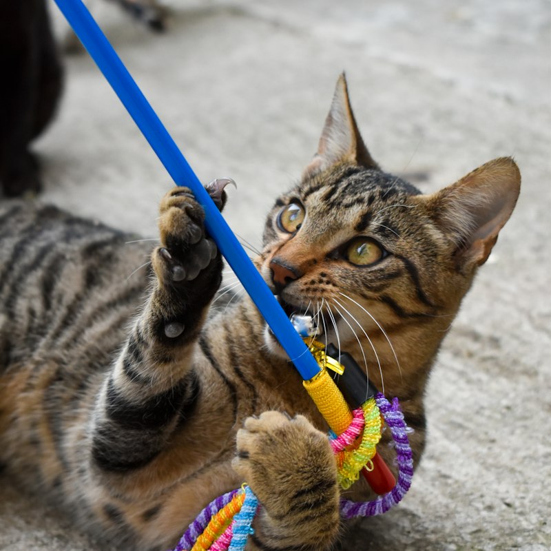 Varinha com penas para gatos