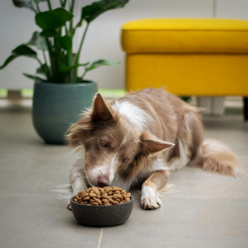 Ração para cães adultos