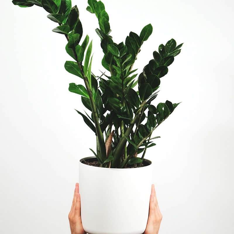Planta em vaso